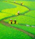 Golden sun on the rice field 01-Vietnamese Painting