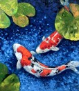 Lucky-Koi-Fishes-03-60x60