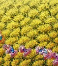 Yellow flower field 04 - 100x100